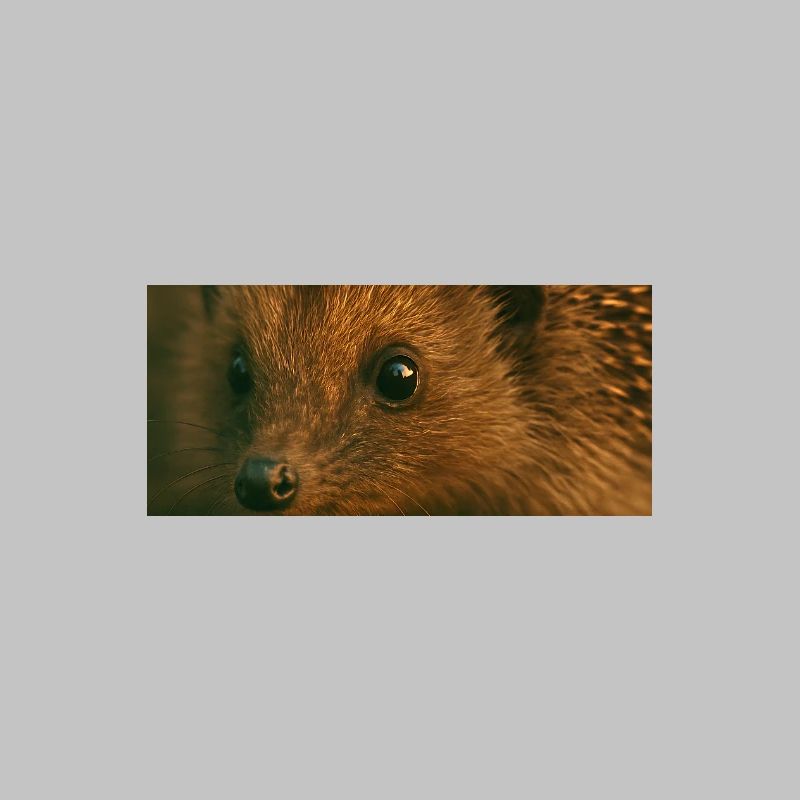 Animals - Hedgehog