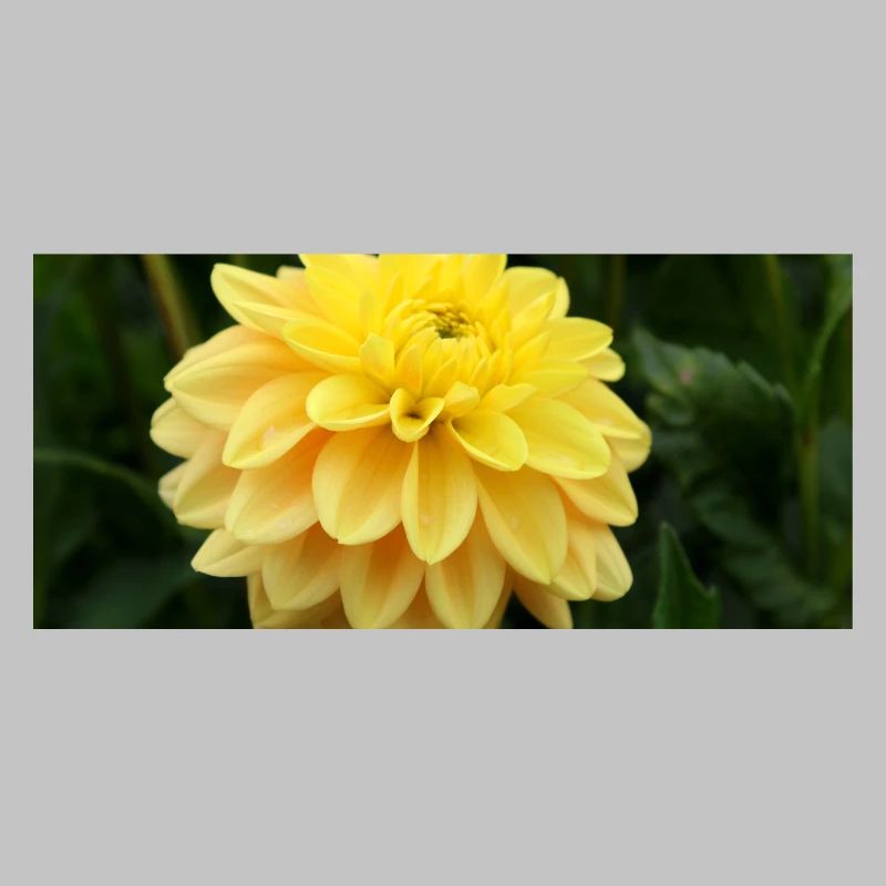 Dahlia fleur jaune, fleur