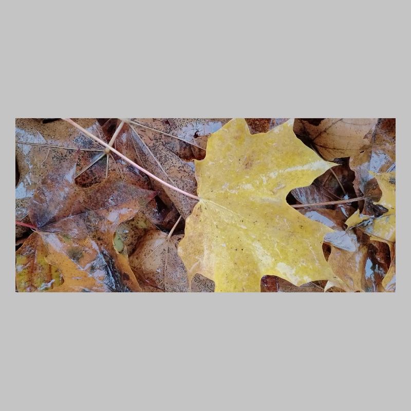 Yellow maple leaf also rainy autumn carpet