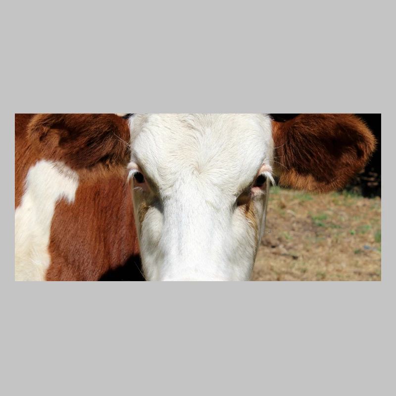 Affiche vache