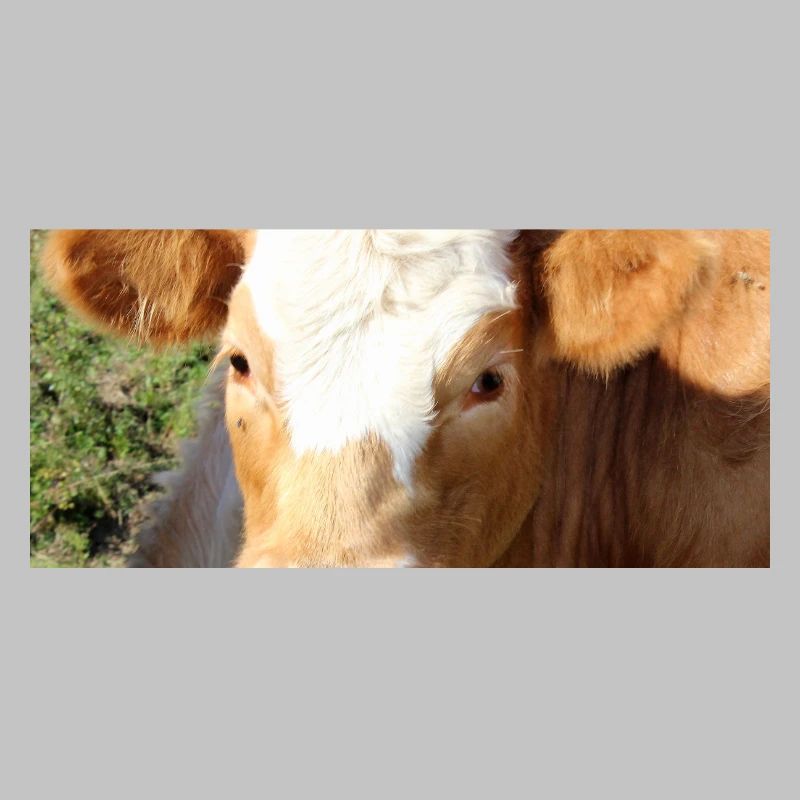Affiche vache