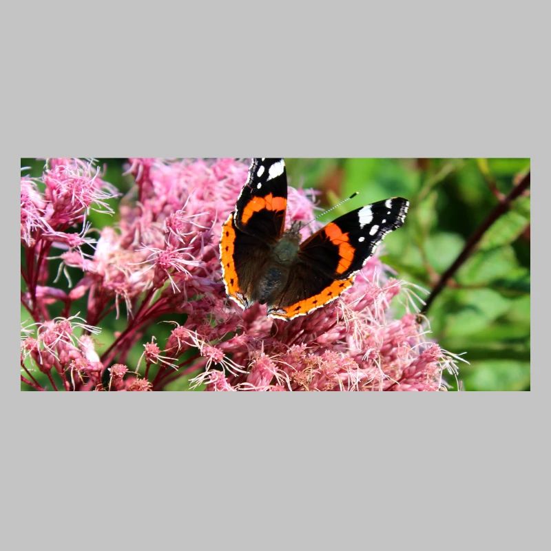 Schmetterlinge