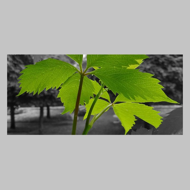 Green leaf in grayscale contrast