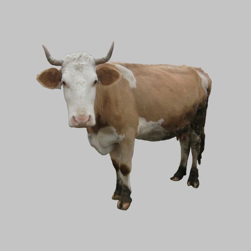 Vache