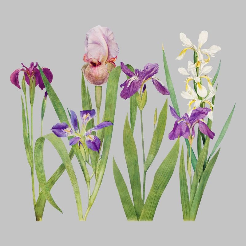 Wilde Iris und Orchidee Botanisches Design