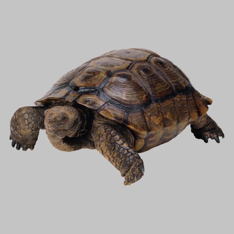 turtle tortoise animals animals8