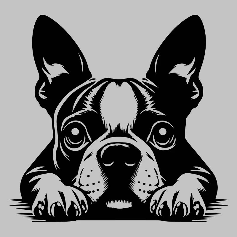 Boston Terrier Kopf mit Pfoten