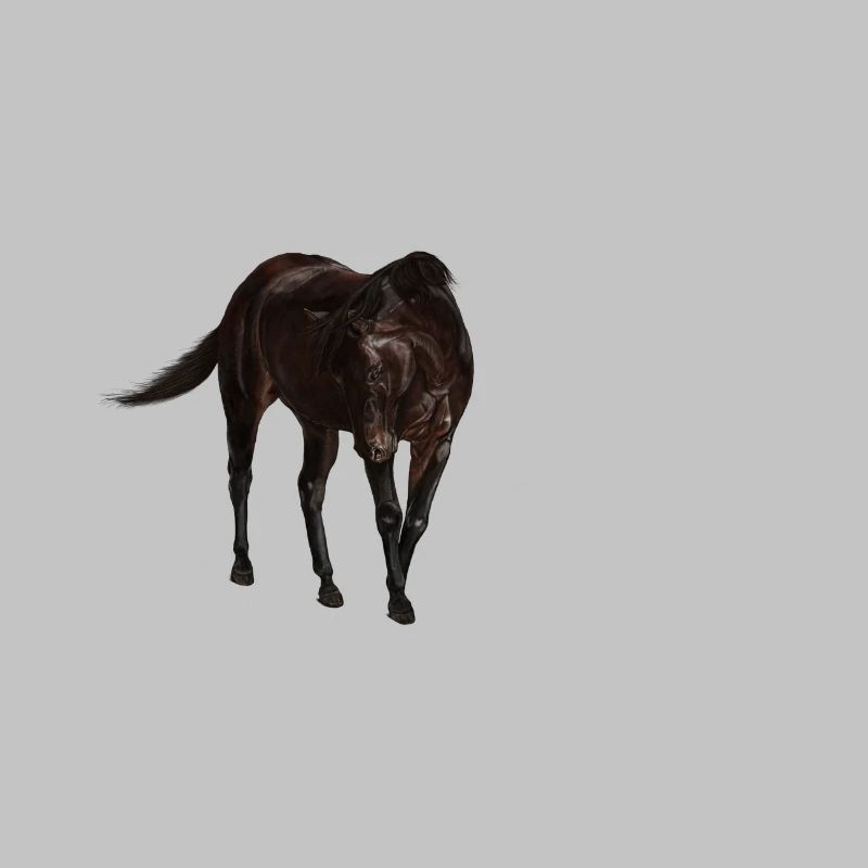 Pferd
