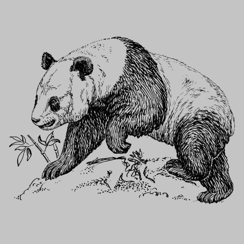 Panda bear