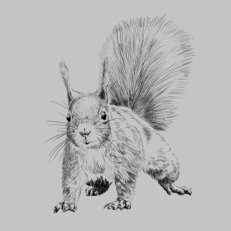 Eichhörnchen 