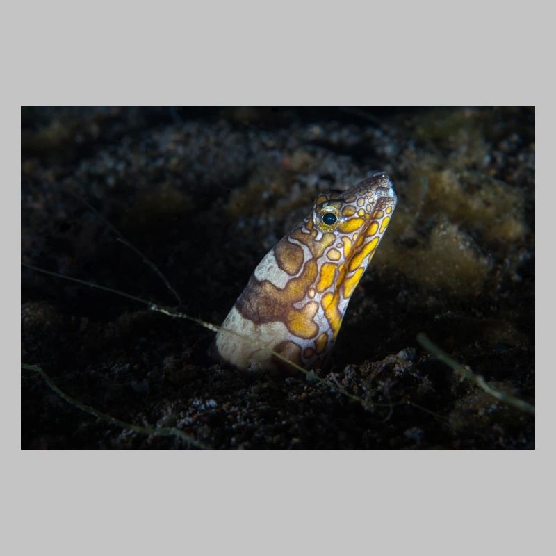 Napoleon snakes eel