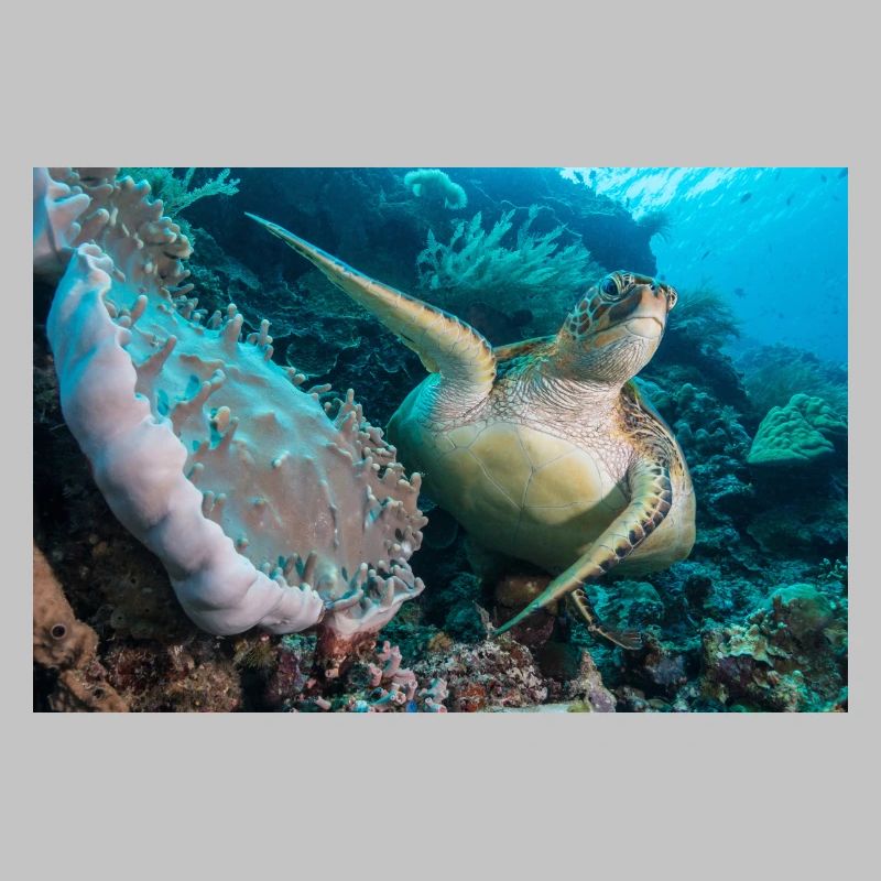 Tortue