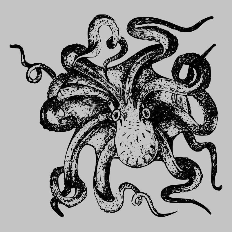 squid giant octopus octopus octopus squid sepia fish