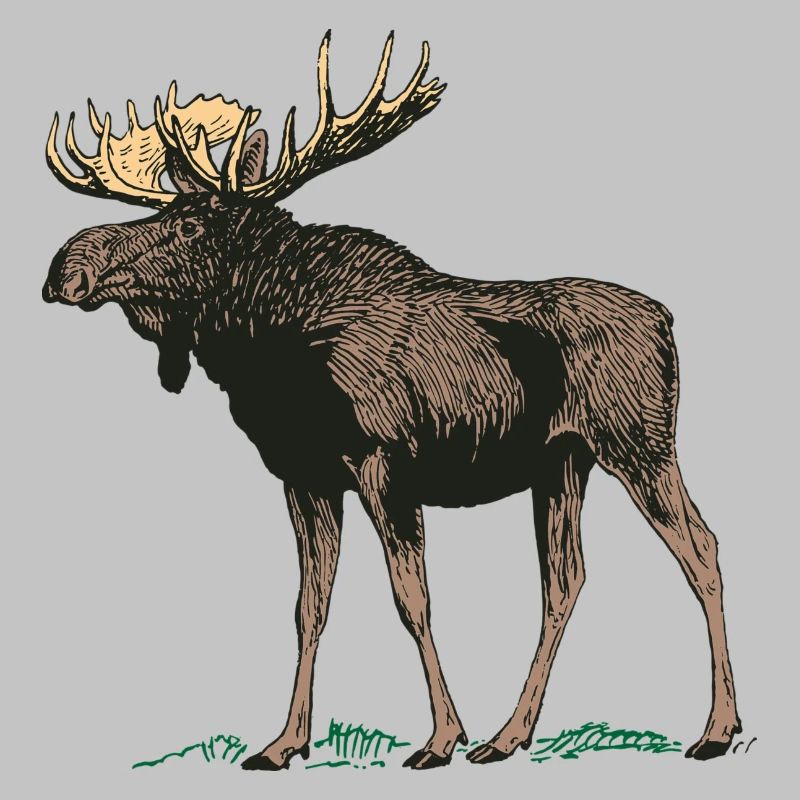 Moose antler