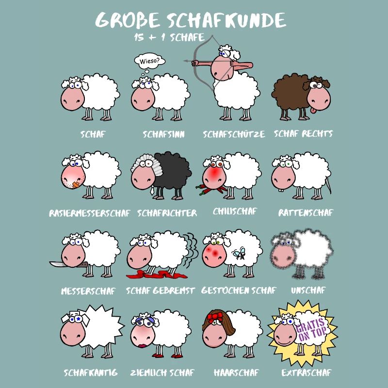 Great sheep knowledge