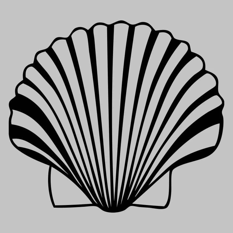 coquille saint jaques coquillage de Compostelle