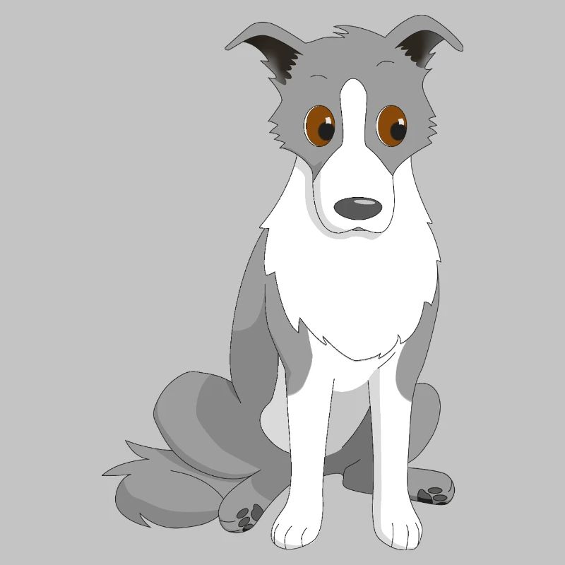 Border Collie Œil latéral