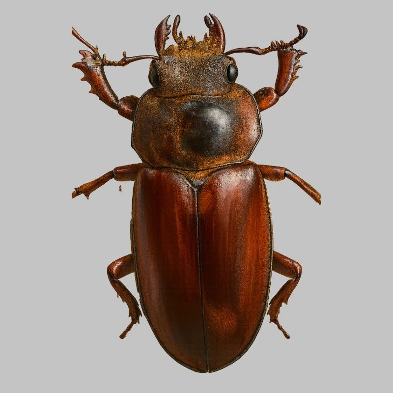 Bronze Bug Crest