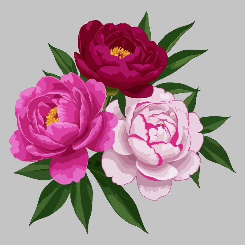 Pfingstrose, Rosa, Weiß und Rot