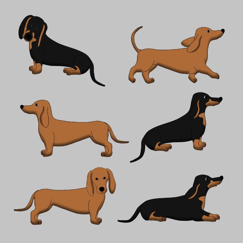 Dachshund selection