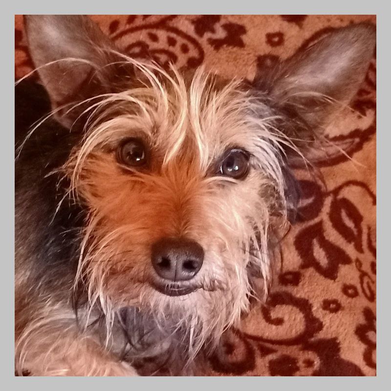 Yorkshire terrier chien mignon de race mixte