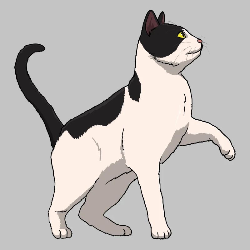 Cat Black and White