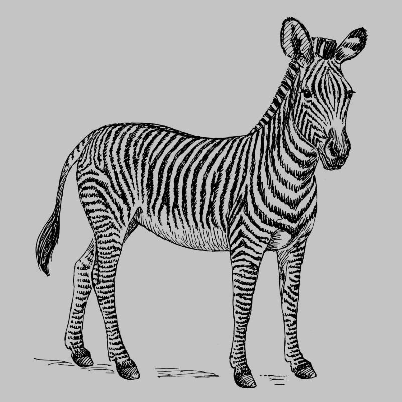 Zebra schwarz weiß