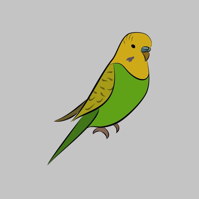 Perruche - perruche jaune vert