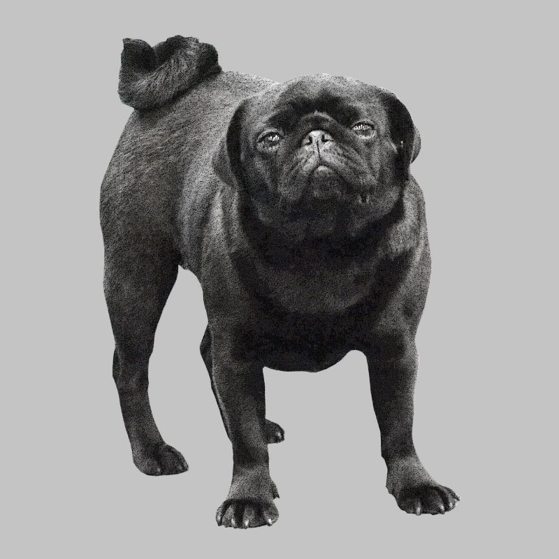 Pug noir