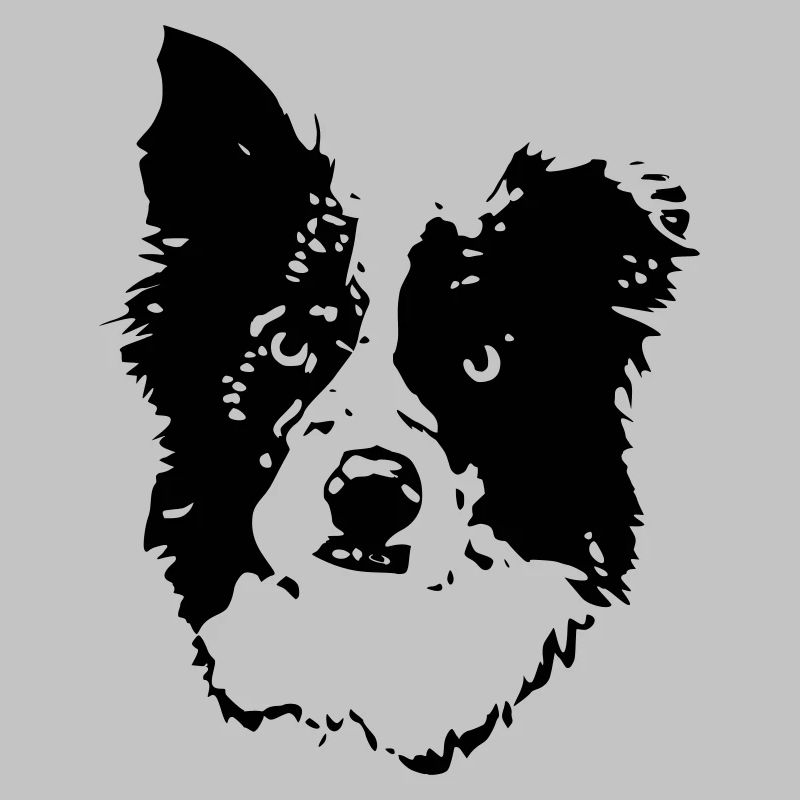border_collie_benny_cb