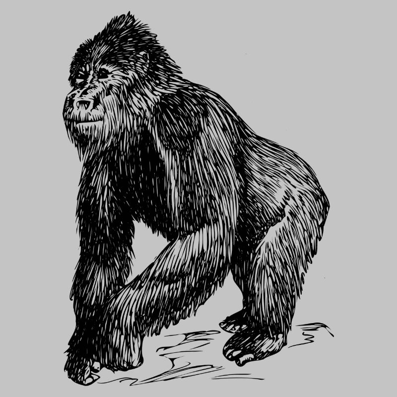 Collection singes