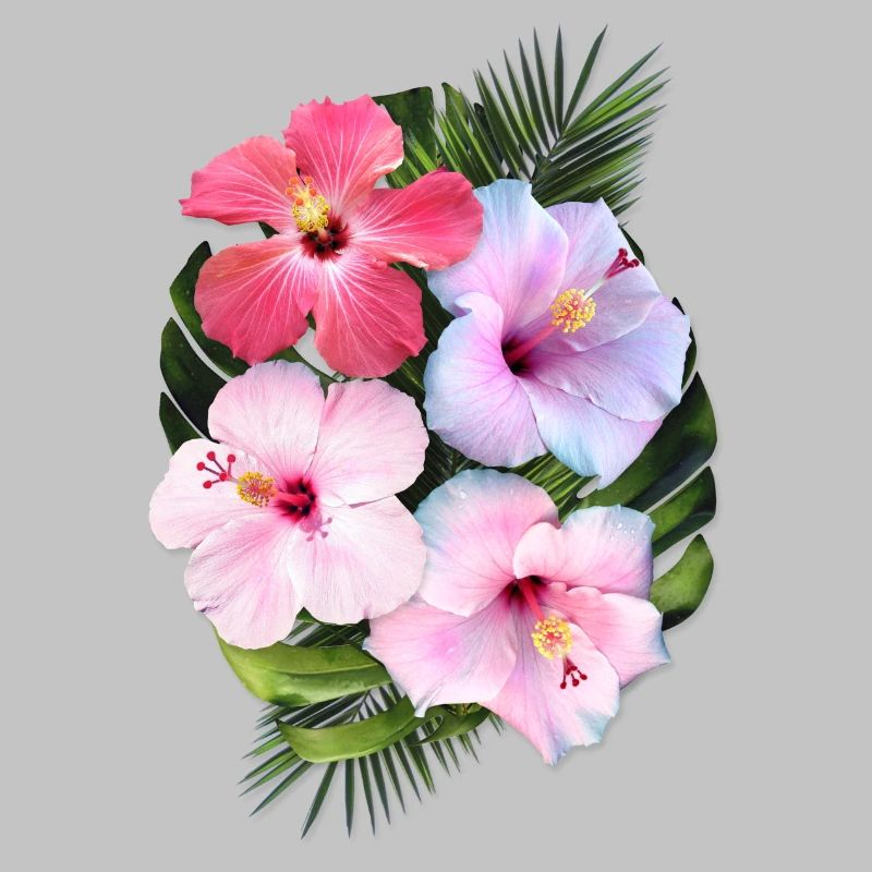 AD Hibiscus