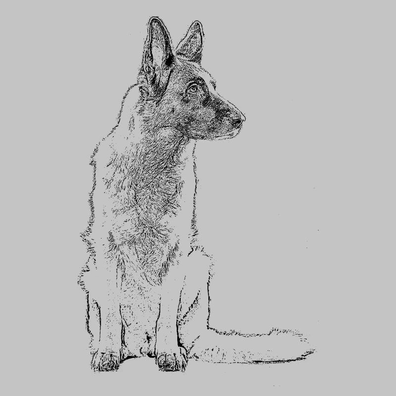 Schäferhund sitzend