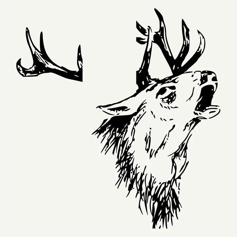 Hirsch