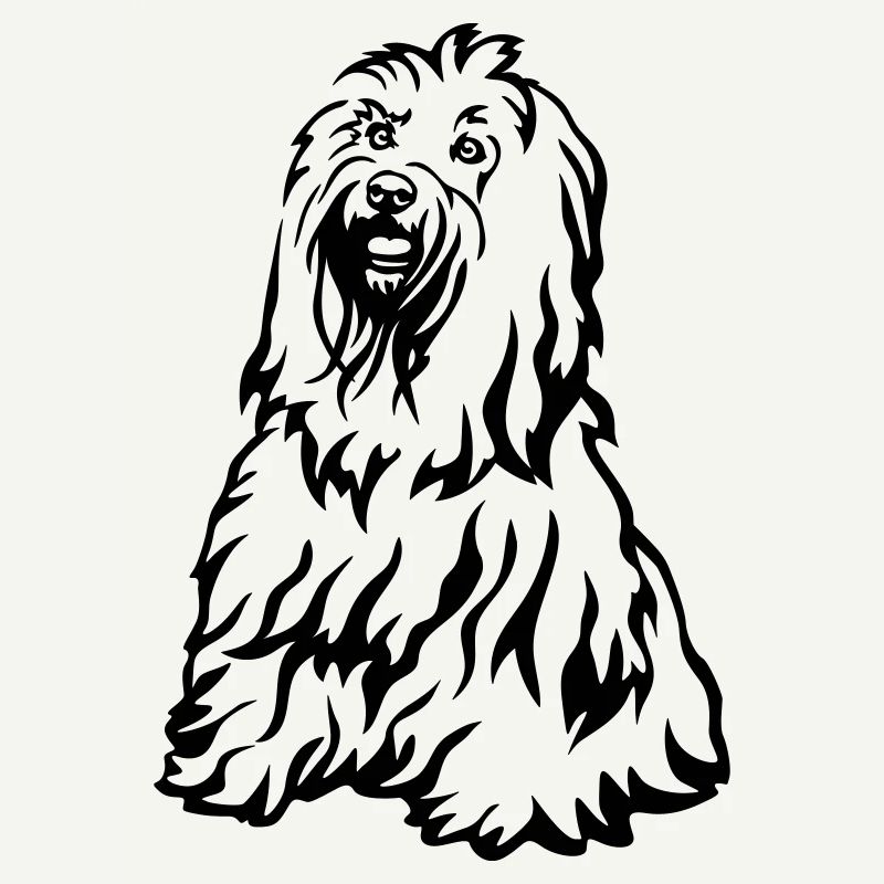 Tibet Terrier