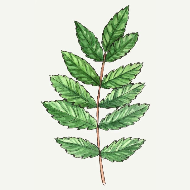 Feuille d'une cendre