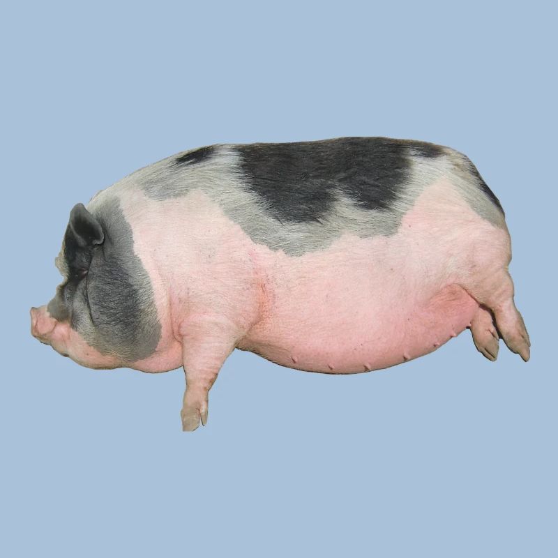 cochon