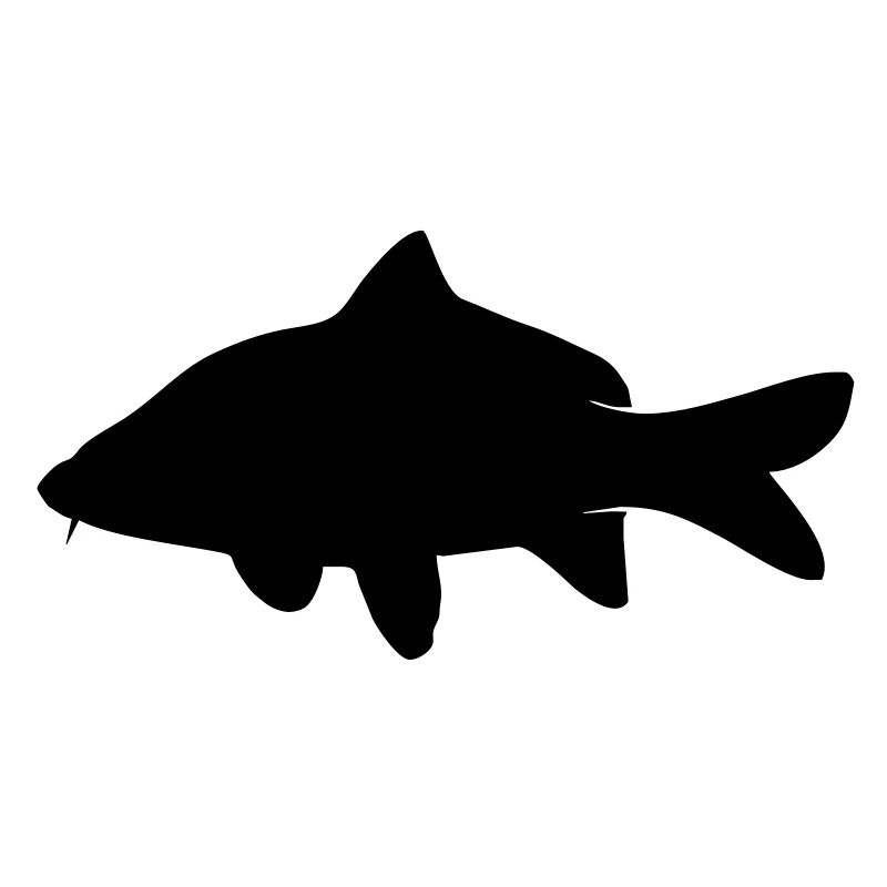 Carp