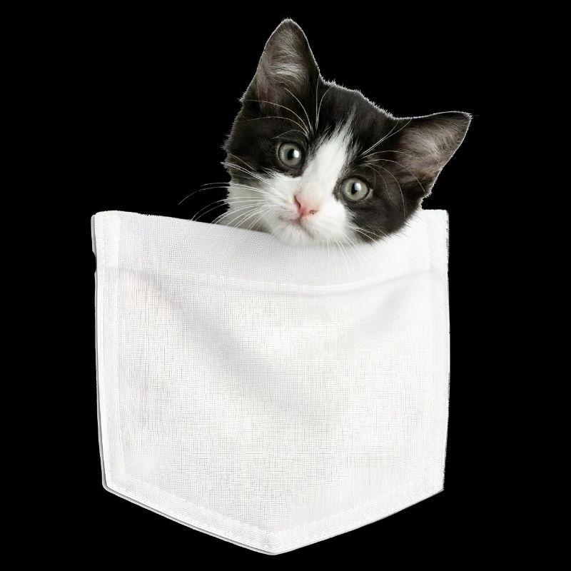 Cat Pocket jette un coup d’œil à un chat mignon dans la poche