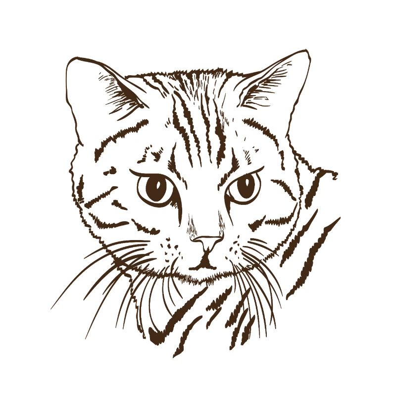 Katt