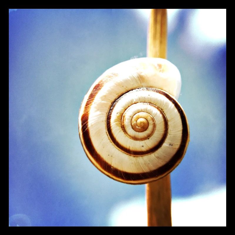 Snail-shell
