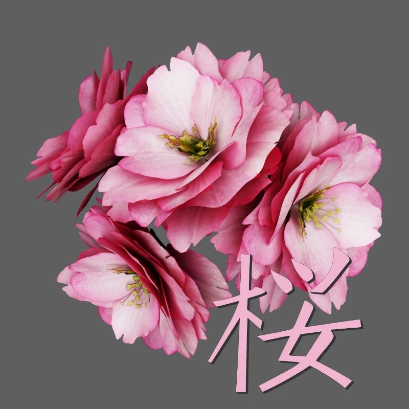 Cherry Blossom