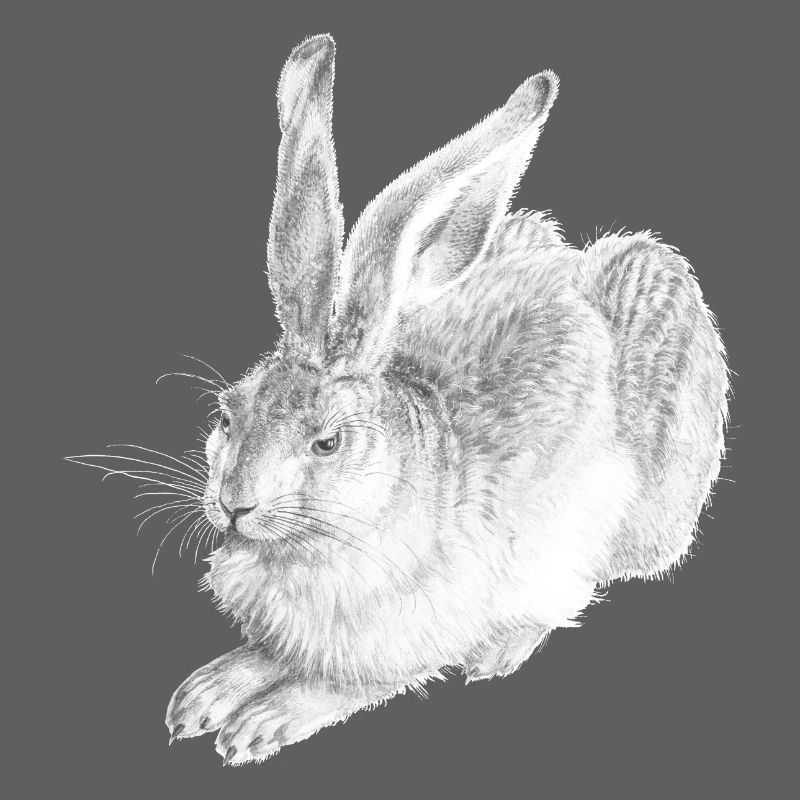 WHITE RABBIT | Snow Hare after Albrecht Dürer