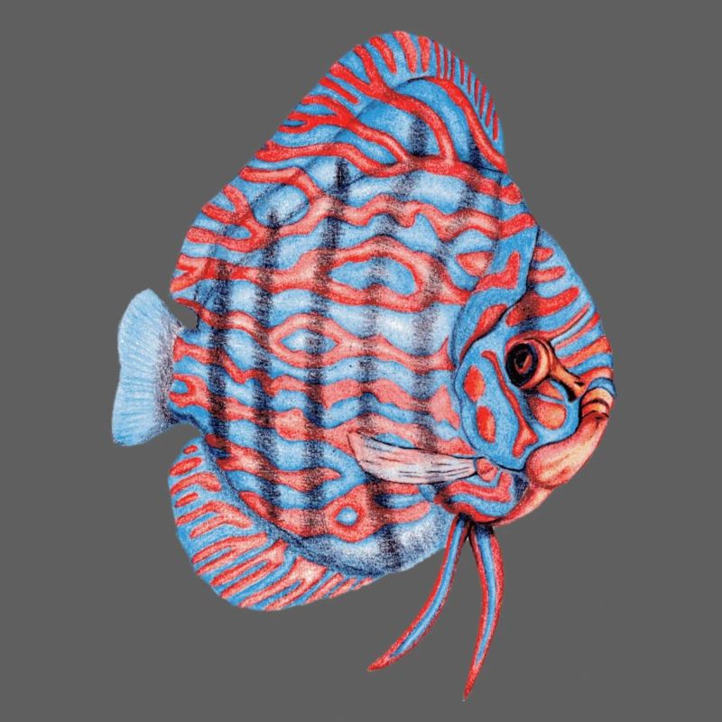 Diskus