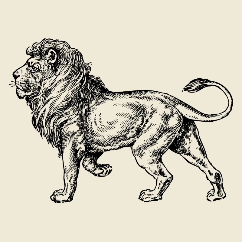 Big lion black and withe
