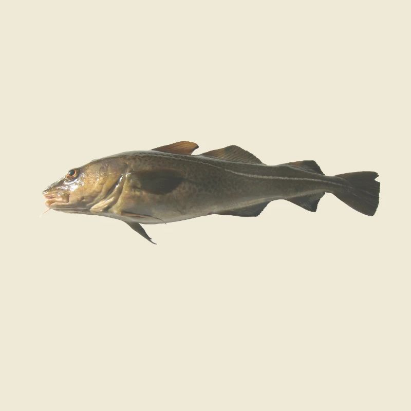 cod
