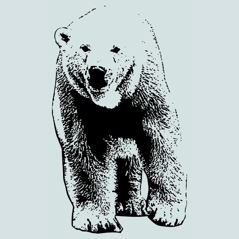 Polar Bear - Eisbär