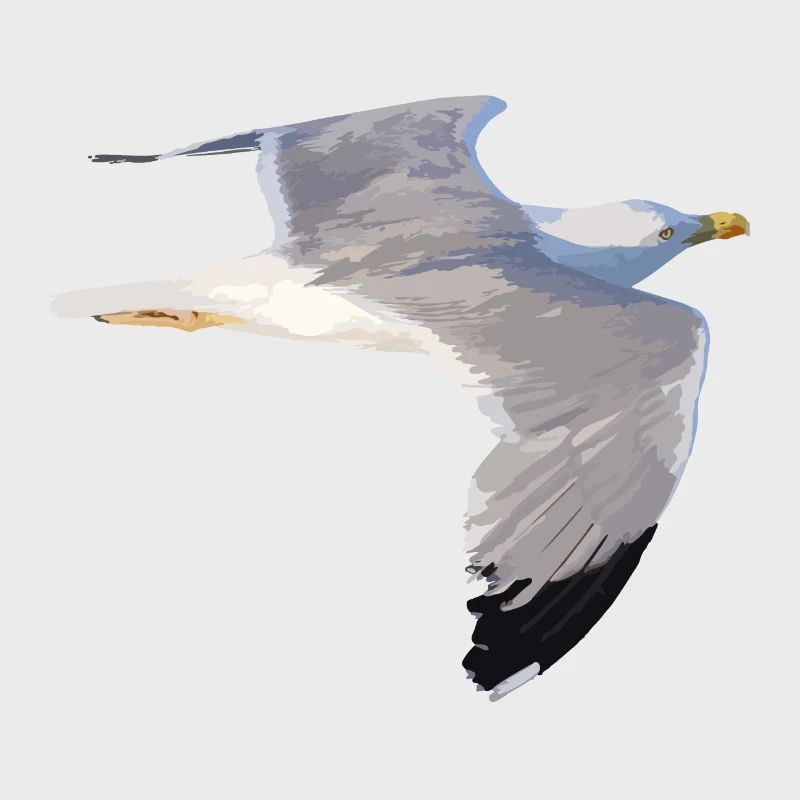 Möwe