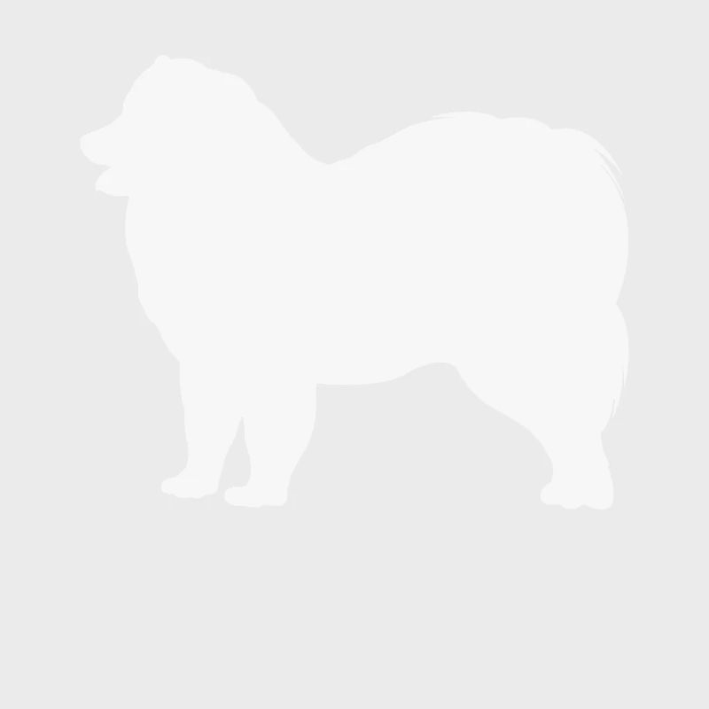 Samoyed