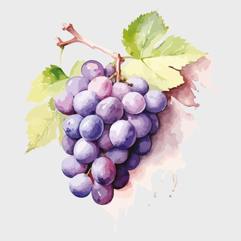 Grappe d’aquarelle de raisins